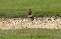 Northern_Harrier 041407 